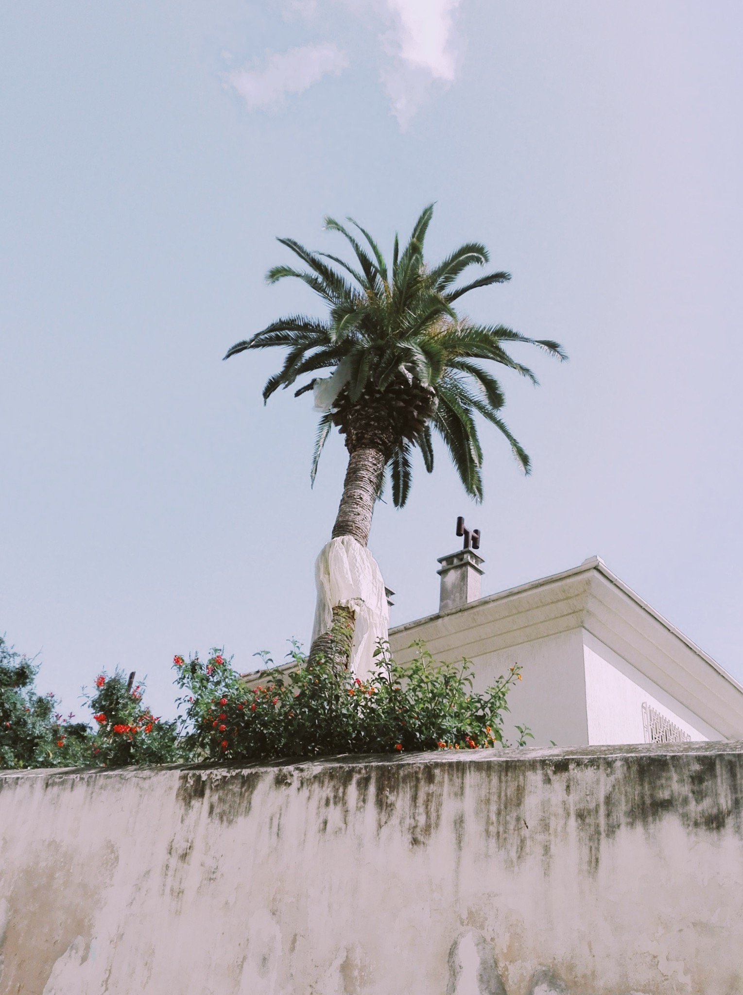 palm tree by a house